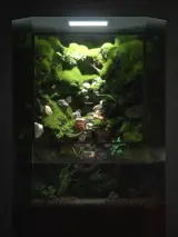 Procedural Paludarium