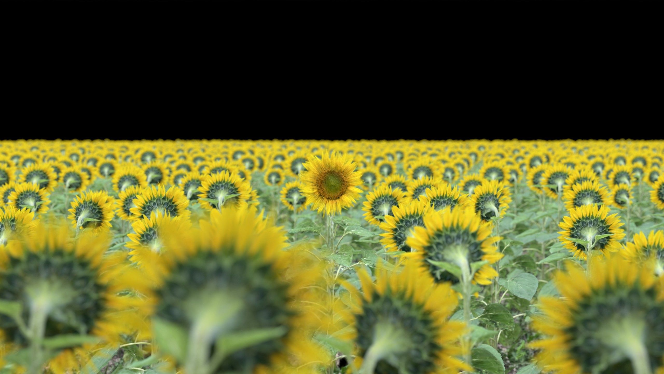 Raw render