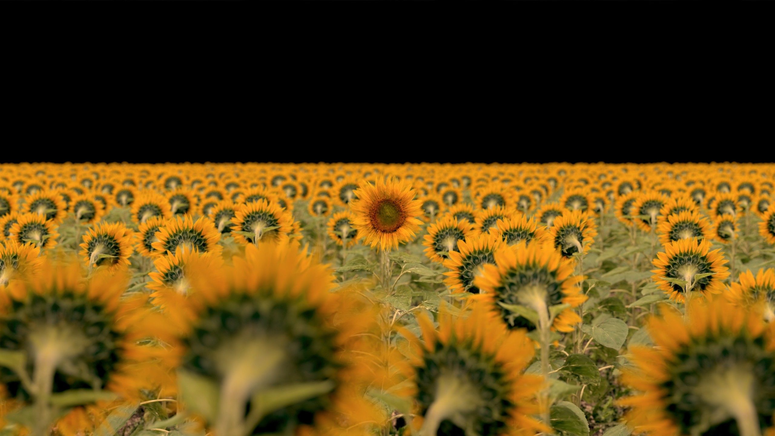 Color graded